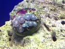 [TodoMarino.com] Me ayudáis a identificar mis zoanthus?