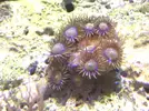 [TodoMarino.com] Me ayudáis a identificar mis zoanthus?