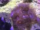 [TodoMarino.com] Me ayudáis a identificar mis zoanthus?