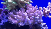[TodoMarino.com] Acropora short cake blanca crecimiento azul - Torrejon de ardoz