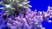 [TodoMarino.com] Acropora short cake blanca crecimiento azul - Torrejon de ardoz