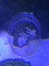 [TodoMarino.com] Puesta Caracoles Strombus