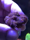 [TodoMarino.com] Ultra rhodactis gumdrop - Madrid