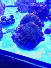 [TodoMarino.com] Ultra rhodactis gumdrop - Madrid