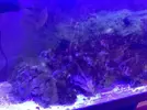 [TodoMarino.com] Acuario 80L curius14