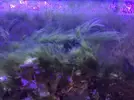 [TodoMarino.com] Acuario 80L curius14