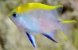 [TodoMarino.com] Regalo dos Chrysiptera talboti