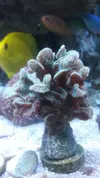 [TodoMarino.com] Pocillopora y Pavona cactus verde fluor xl. Madrid - Madrid