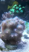 [TodoMarino.com] Pocillopora y Pavona cactus verde fluor xl. Madrid - Madrid