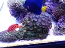 [TodoMarino.com] Vendo roca grande de palythoas esmeralda y parazoanrhus - Figueres