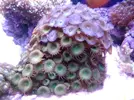 [TodoMarino.com] Vendo roca grande de palythoas esmeralda y parazoanrhus - Figueres