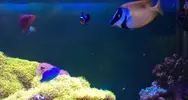 [TodoMarino.com] Desmonte: roca, peces corales. - San Adrian (Navarra)