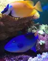 [TodoMarino.com] Desmonte: roca, peces corales. - San Adrian (Navarra)