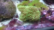 [TodoMarino.com] Desmonte elche corales y peces - Elche-alicante