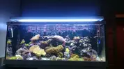 [TodoMarino.com] Desmonte elche corales y peces - Elche-alicante