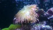 [TodoMarino.com] Desmonte elche corales y peces - Elche-alicante