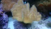 [TodoMarino.com] Desmonte elche corales y peces - Elche-alicante