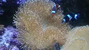 [TodoMarino.com] Desmonte elche corales y peces - Elche-alicante