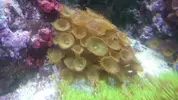 [TodoMarino.com] Desmonte elche corales y peces - Elche-alicante
