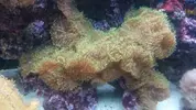 [TodoMarino.com] Desmonte elche corales y peces - Elche-alicante