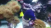 [TodoMarino.com] Desmonte elche corales y peces - Elche-alicante