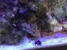 [TodoMarino.com] Acuario 80L curius14