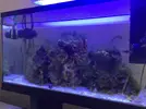 [TodoMarino.com] Acuario 80L curius14
