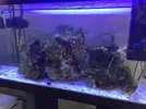 [TodoMarino.com] Acuario 80L curius14