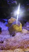 [TodoMarino.com] Identificación coral.