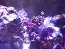 [TodoMarino.com] Identificación coral.