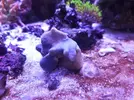 [TodoMarino.com] Identificación coral.