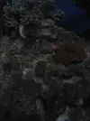 [TodoMarino.com] Que es lo que tienen mis discosomas??
