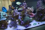 [TodoMarino.com] Desmonte acuario completo - Alcalá de Henares (Madrid) - Valladolid