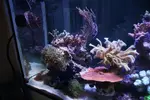[TodoMarino.com] Desmonte acuario completo - Alcalá de Henares (Madrid) - Valladolid