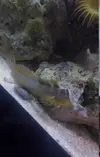[TodoMarino.com] Regalo pareja gobios