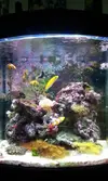 [TodoMarino.com] Vendo Flavescens, pareja de Ocellaris y coral blando MURCIA (No envío) - Murcia