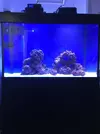 [TodoMarino.com] Acuario Marino 360L - La Linea de la Concepcion