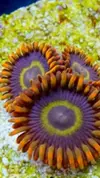 [TodoMarino.com] Pack zoanthus de coleccion envio - Asturias