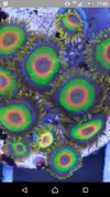[TodoMarino.com] Pack zoanthus de coleccion envio - Asturias