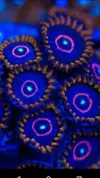 [TodoMarino.com] Pack zoanthus de coleccion envio - Asturias
