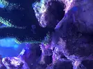 [TodoMarino.com] coral con algo raro en su base