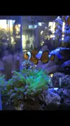[TodoMarino.com] Euphylia pierde color