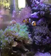[TodoMarino.com] Euphylia pierde color