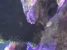 [TodoMarino.com] coral con algo raro en su base