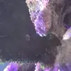 [TodoMarino.com] coral con algo raro en su base