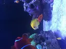 [TodoMarino.com] Venta peces - Madrid