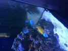 [TodoMarino.com] Venta peces - Madrid