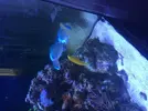 [TodoMarino.com] Venta peces - Madrid