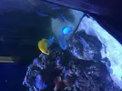 [TodoMarino.com] Venta peces - Madrid