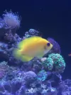 [TodoMarino.com] Venta peces - Madrid